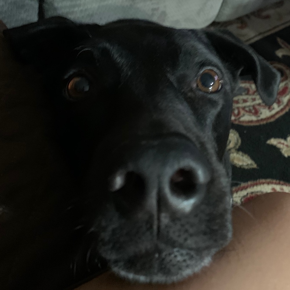 Meet your Posher, Kylie